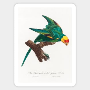 The Yellow-Crowned Parakeet, Cyanoramphus auriceps from Natural History of Parrots (1801—1805) by Francois Levaillant. Sticker